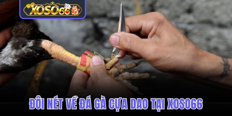 Đá gà cựa dao loại hình giải trí hấp dẫn năm 2025